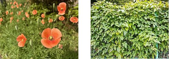 �m�C���[�W�n���Ԍn�ɉe���̂���G���̋쏜